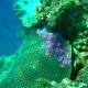 31- Corail parme sur degrades de vert 